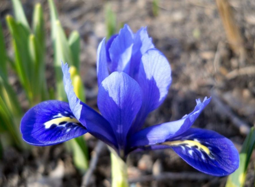 iridodictum