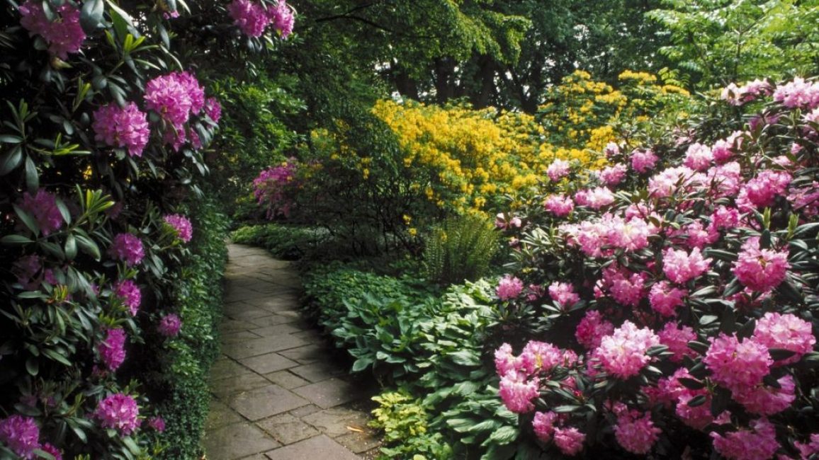 Rhododendron i trädgården