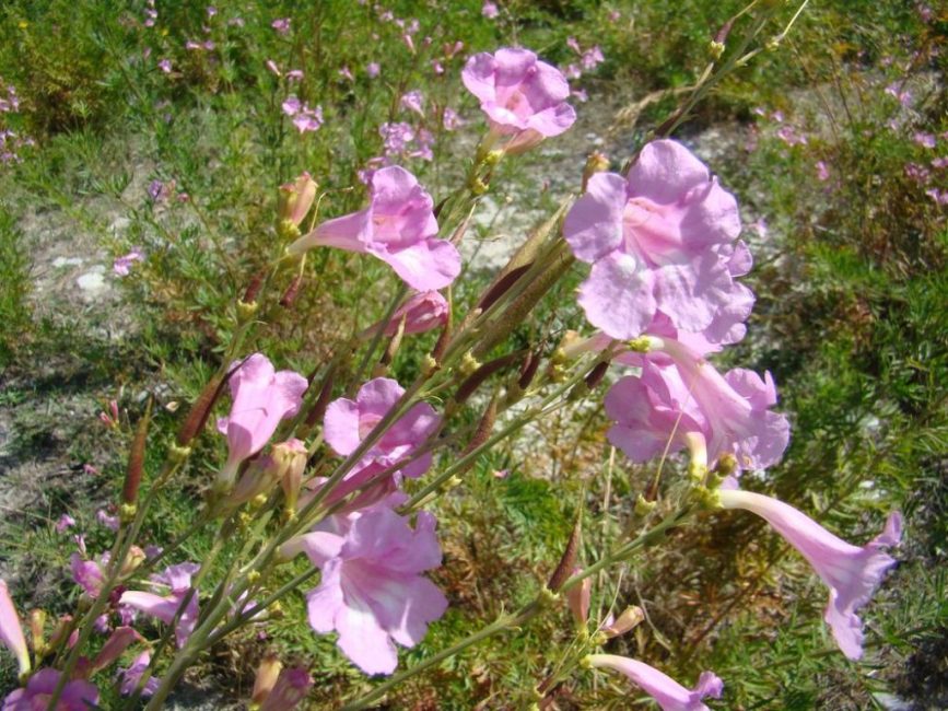  Incarvillea Olga или розово