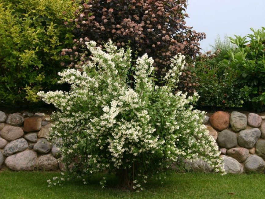 jazmín de jardín