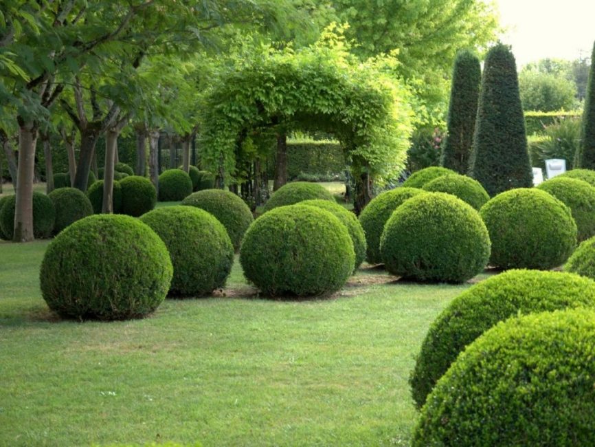 A Buxus széles körben elterjedt a tájtervezésben, és a legfurcsább sövényformák létrehozására használják.
