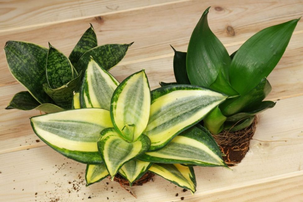 Pokud je zakázáno pěstování vysokých druhů sansevieria v dětském pokoji a v zařízeních péče o děti, lze doporučit věnovat pozornost podměrečným odrůdám, například odrůdě Hani sansevieria