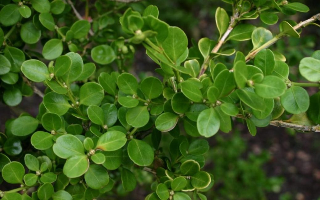 A Buxus jól növekszik magról