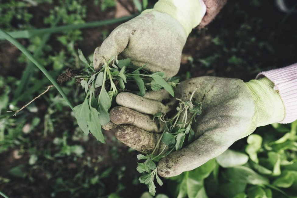 Deshacerse de las malas hierbas es parte del cuidado de las plantas