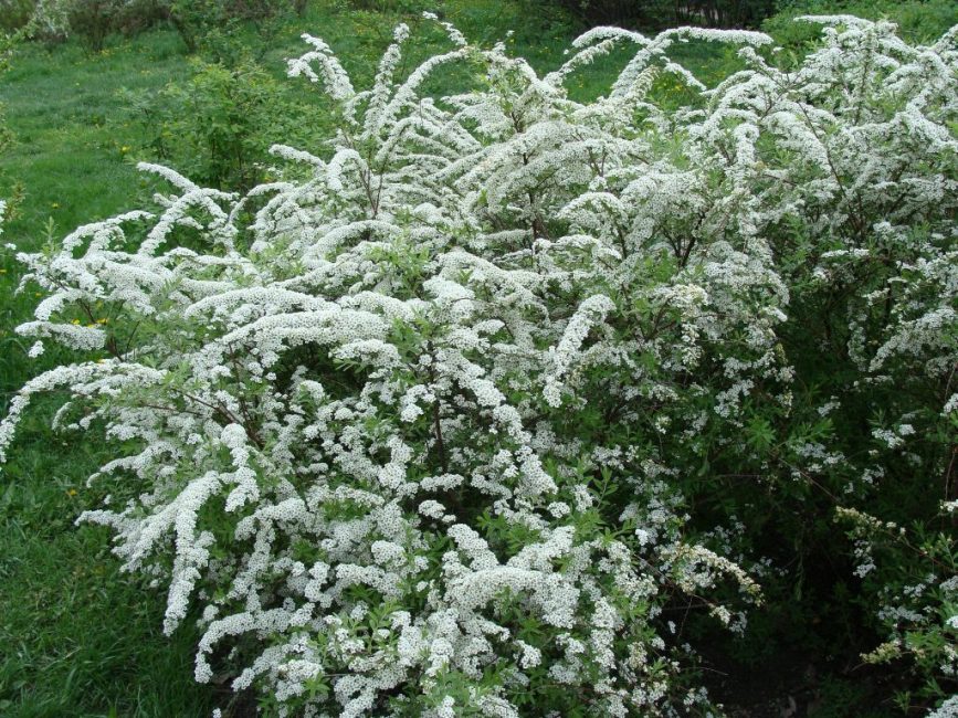 espirea