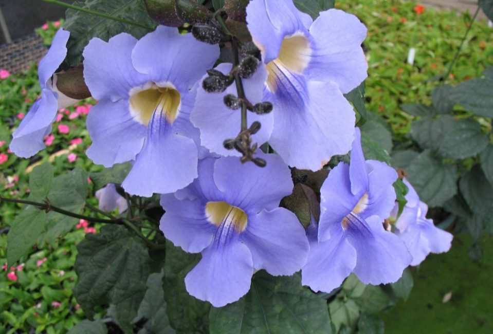 thunbergia