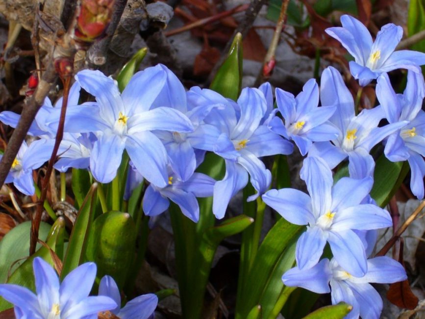chionodox