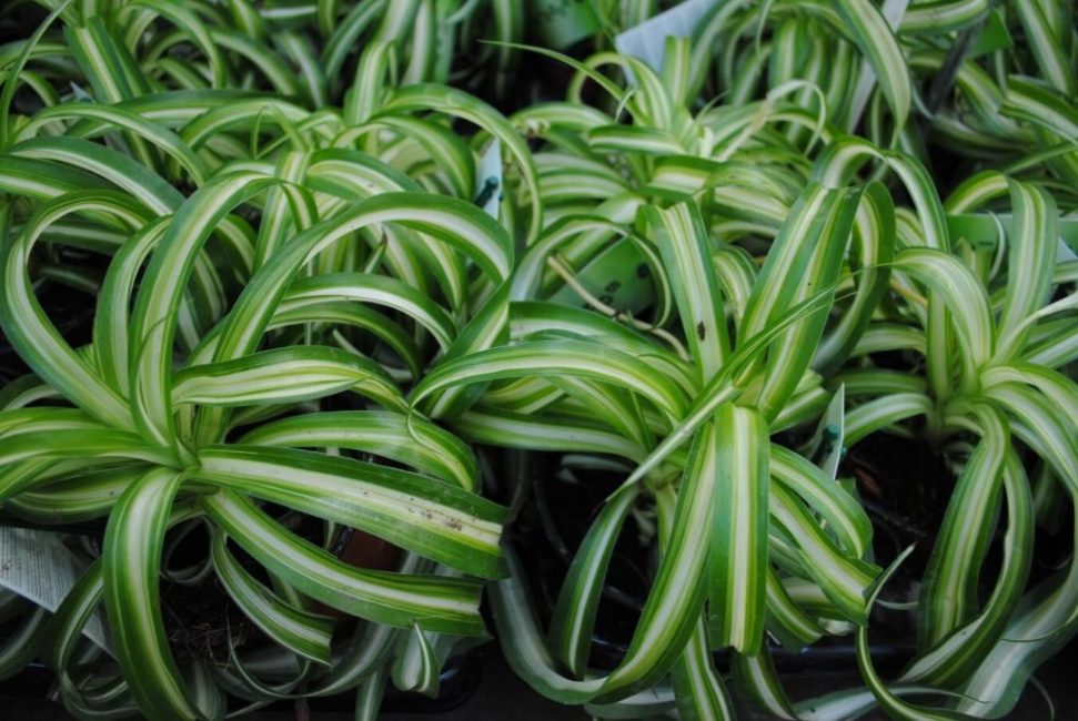 chlorophytum