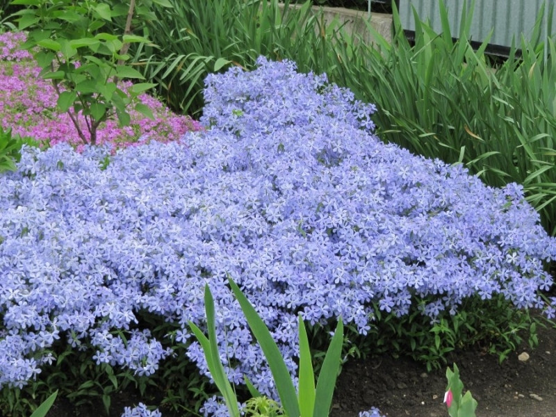 subulate floksi