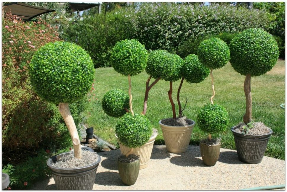 A buxus szárfa nagyon szokatlannak tűnik