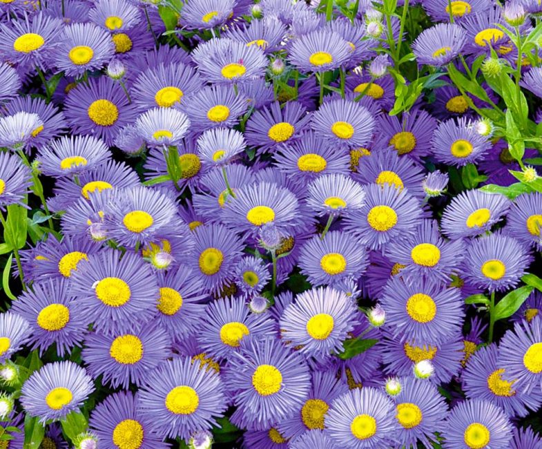 erigeron