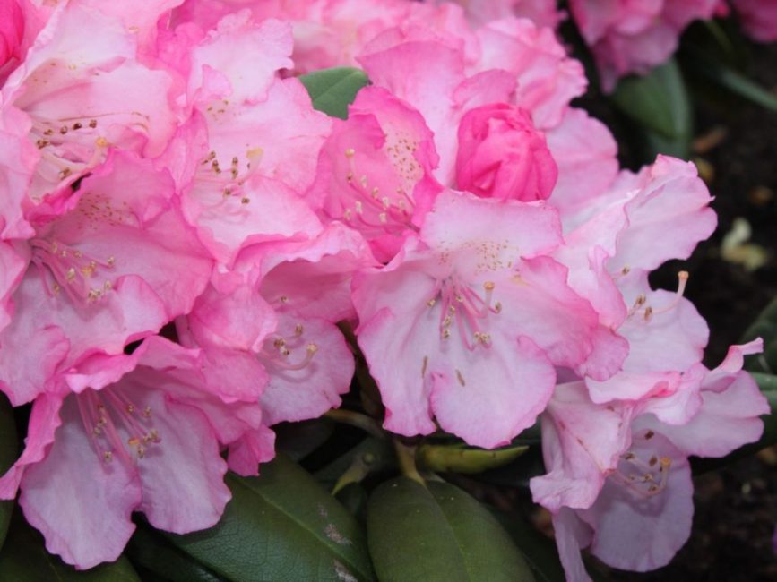 Yakushiman rhododendron