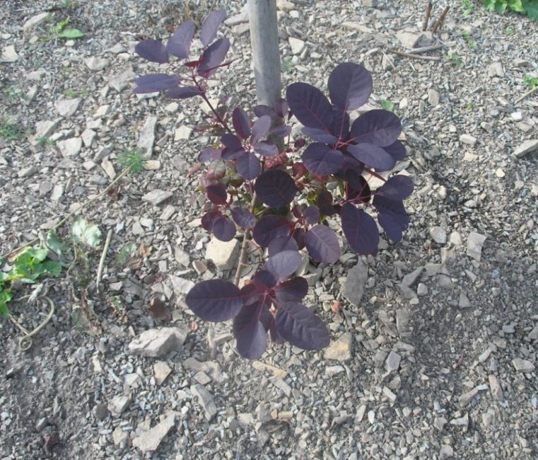 Una planta cultivada por jigging