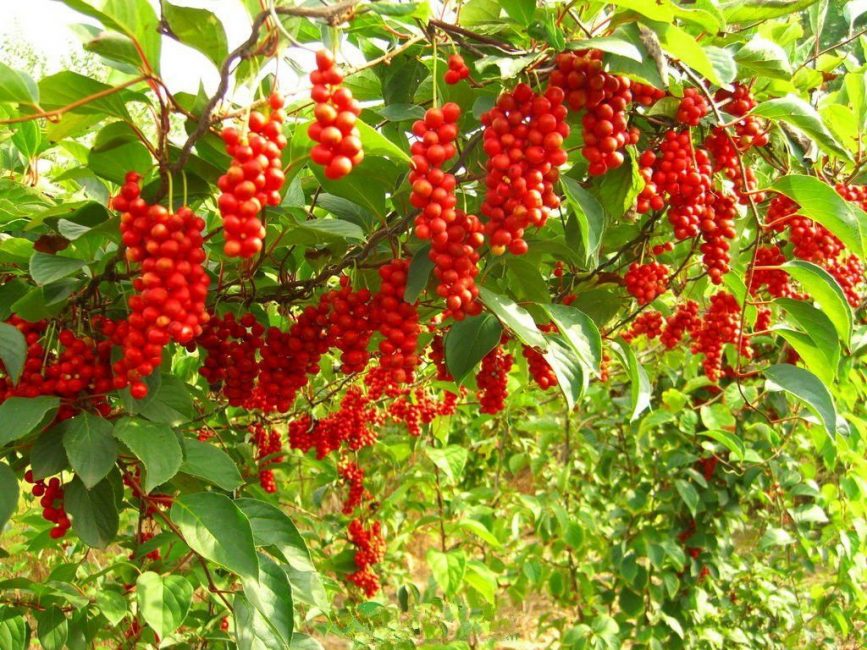 23 especies de plantas estudiadas