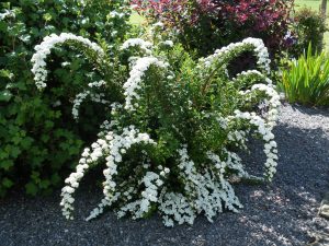 Spirea: popis 12 oblíbených druhů, výsadba na otevřeném poli, péče, funkce pro různé klimatické zóny včetně Sibiře (80+ fotek a videí) + recenze