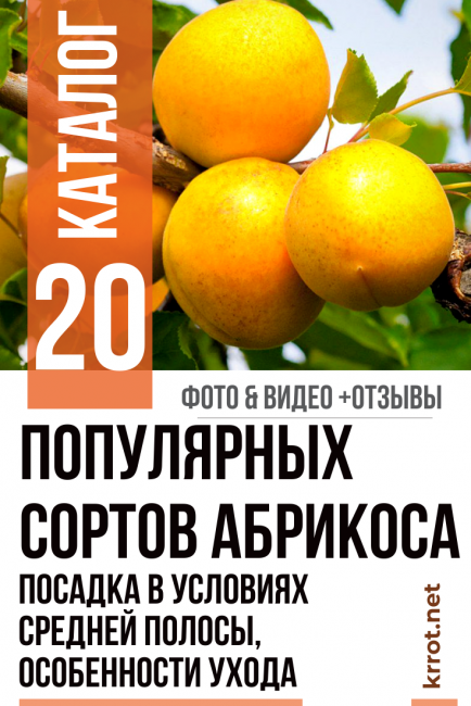 Βερύκοκκο