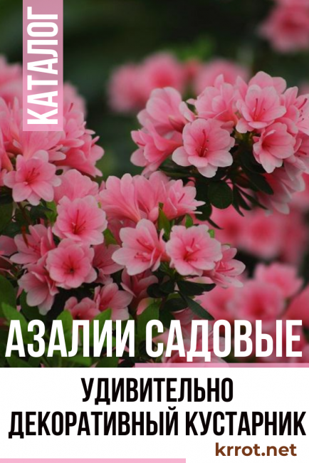 trädgård azalea plantering och skötsel