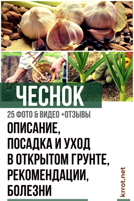 Σκόρδο