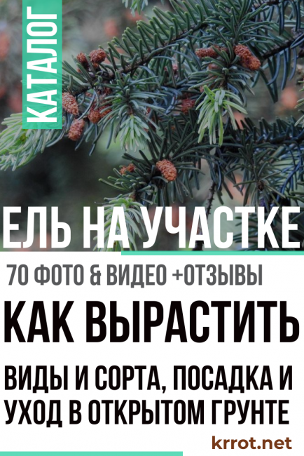kuusen istutus ja hoito