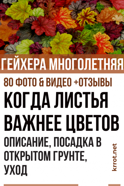φωτογραφία φύτευσης και φροντίδας geykhera
