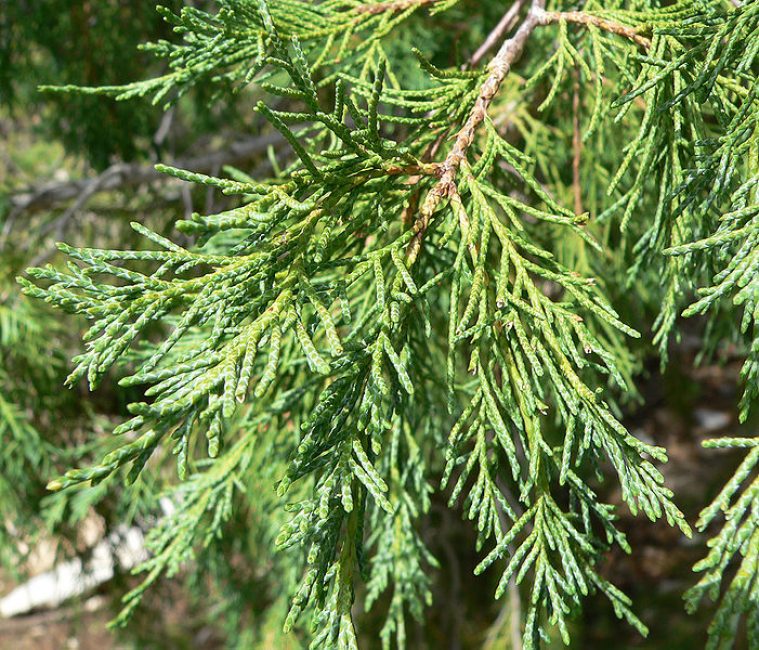 Скален изглед или Juniperus scopulorum