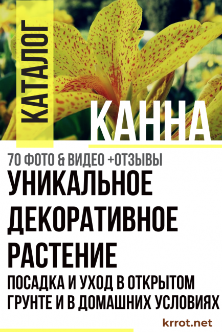 засаждане на канна и грижи
