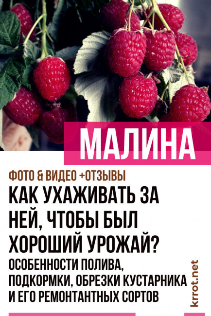 Vadelmat
