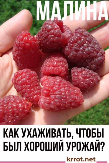 vadelmat, kuinka huolehtia hyvästä sadosta