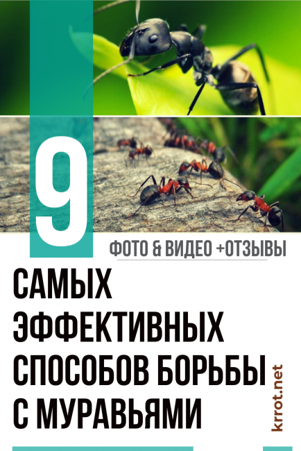 Ants