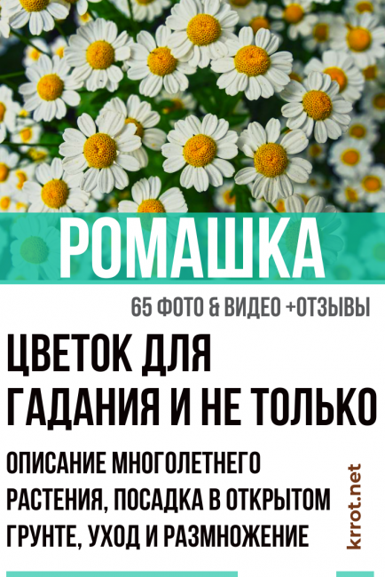 φύτευση και φροντίδα χαμομηλιού