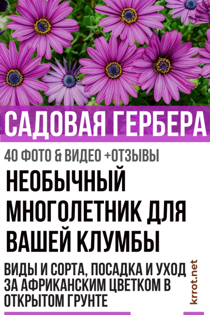 Κήπος ζέρμπερας