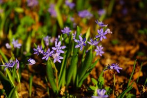 Scilla