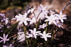 Scilla