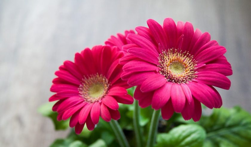 gerbera hemma
