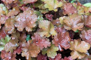 Heuchera perenne - quan les fulles són més importants que les flors: descripció, plantació a camp obert, cura (80+ fotos i vídeos) + ressenyes