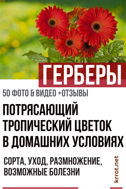 ζέρμπερα