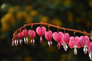 Dicentra