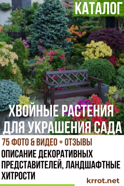 Katalog jehličnatých rostlin k ozdobení vaší zahrady