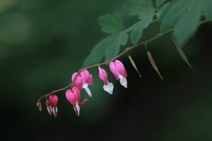 Dicentra
