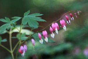 Dicentra