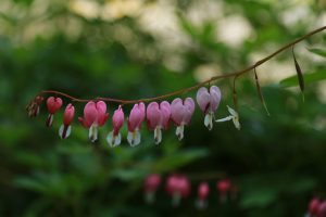 Dicentra
