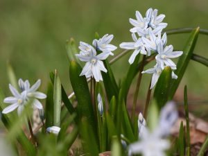 TOP-20 Primroses: λουλούδια που ανθίζουν την άνοιξη. Περιγραφή με φωτογραφία, χαρακτηριστικά, φροντίδα
