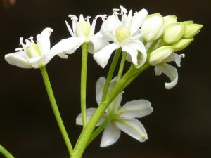 Scilla