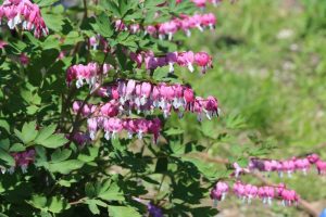 Dicentra