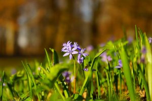 Scilla