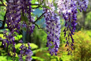 Wisteria: popis, venkovní pěstování a funkce péče o rozmarnou krásu v různých klimatických zónách (65+ fotografií a videí) + recenze