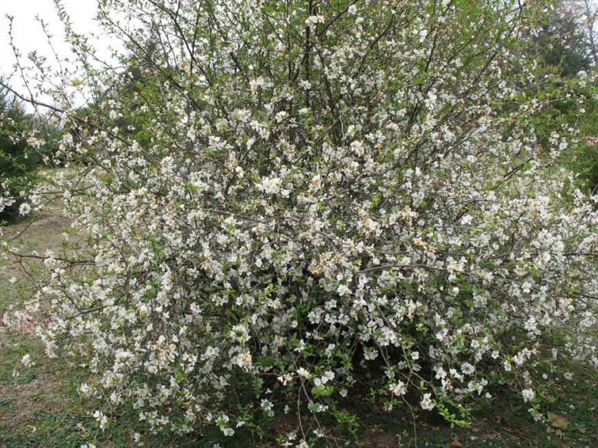Quince japanilainen Nivalis