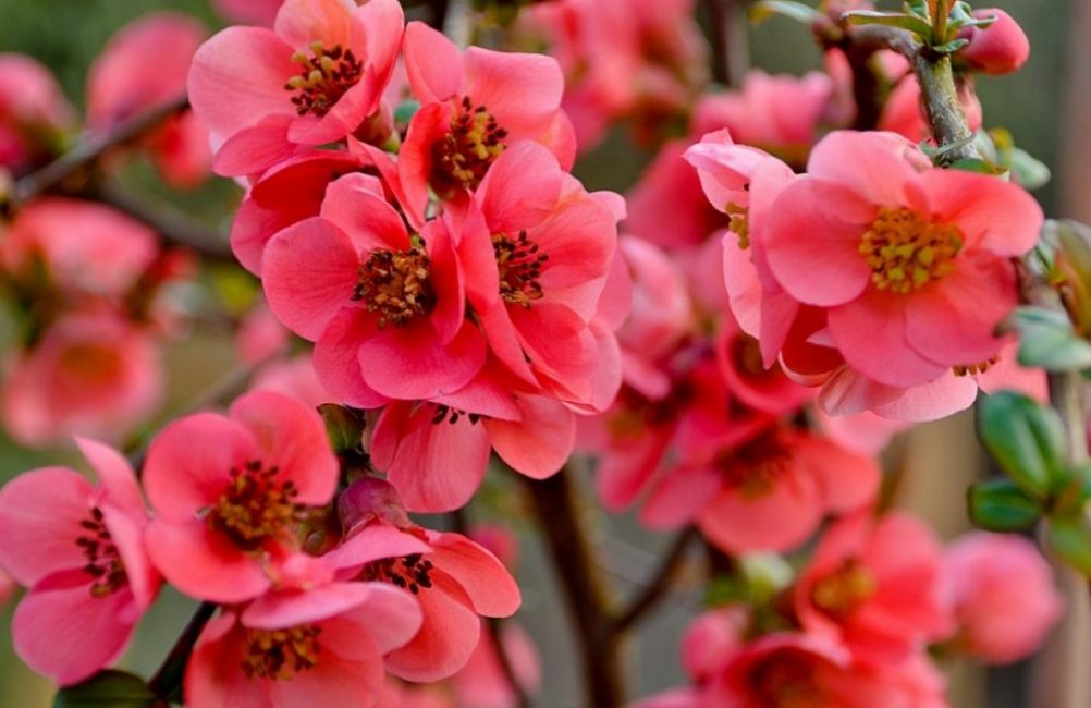 Quince Japanese Pink Lady