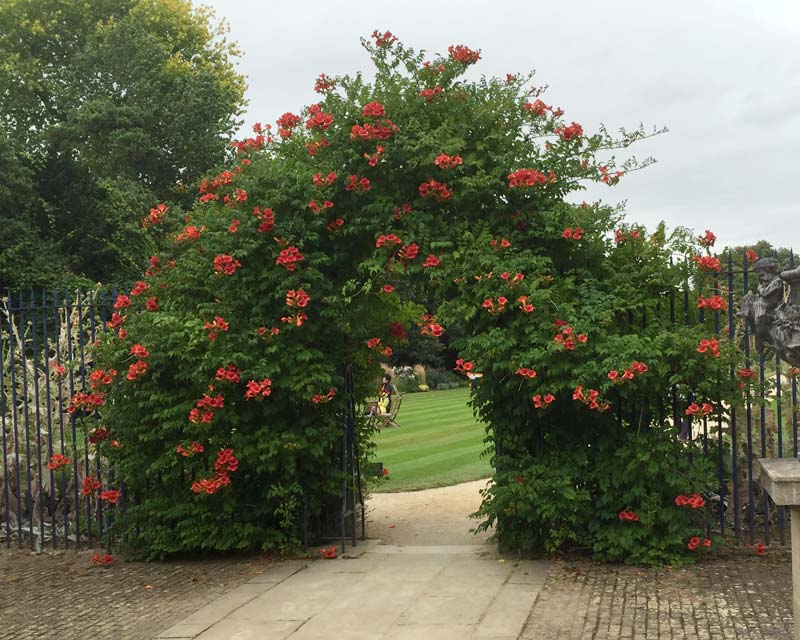 Arch a kampsisból