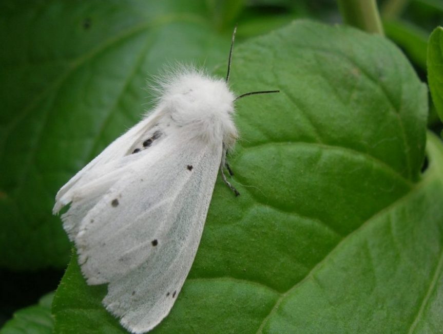 mariposa americana blanca